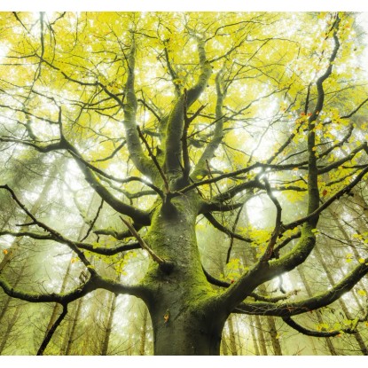 Vlies fotótapéta Der Traumbaum 300 cm x 280 cm