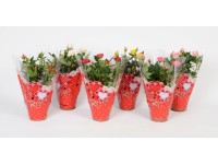 Szobarózsa ajándéktasakban magassága kb. 20 - 30 cm cserépátmérő: kb. 10,5 cm Szobarózsa ajándéktasakban magassága kb. 20 - 30 cm cserépátmérő: kb. 10,5 cm