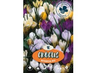 Botanikai krókusz mix