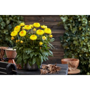 Sárga virágú Xerochrysum cserépben, más néven szalmacsokor, napos helyekre.