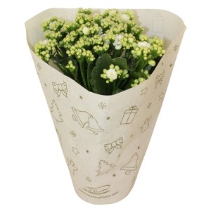 Cserepes Kalanchoe fehér virágokkal, ünnepi ajándékcsomagolásban.