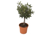 GROW by OBI mini olajfa magasság kb. 65 cm cserépátmérő kb. 16 cm Olea europaea
