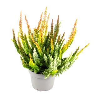 Cserepes 'Beauty Ladies Skyline' erika, Calluna vulgaris, különböző színek.