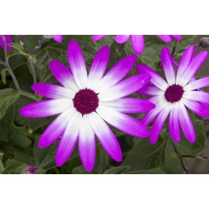 Közelkép a kétszínű aggófűről ('Senetti Mag Bicolor') rózsaszín-fehér virágokkal.