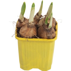 Sárga nárcisz Tete a Tete cserépben (kb. 7 cm Ø) korai tavaszi ültetésként.