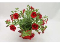 Calibrachoa piros-narancs 10,5 cm Calibrachoa piros-narancs 10,5 cm