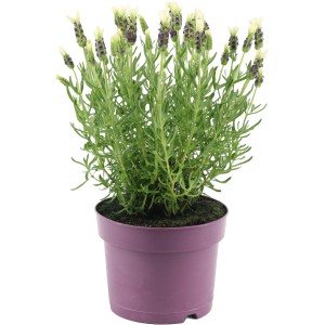 Fehér üstökös levendula cserépben, kb. 15 cm. Lavandula stoechas Anouk fehér virágokkal.