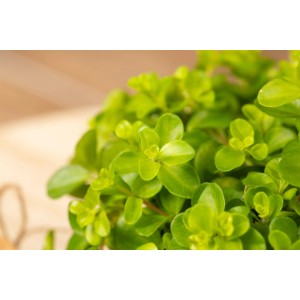 Cserepes Peperomia rotundifolia apró, kerek, zöld levelekkel.