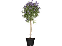 Enciánbokor cserépátmérő kb. 23 cm Solanum rantonetii