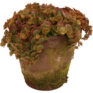 Varjúháj vintage terrakotta cserépben, cserép átmérője kb. 16 cm, dekoratív beültetett tál kültéri használatra.