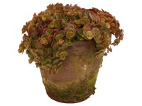 Varjúháj Vintage agyagcserépben cserépátmérő kb. 16 cm Sedum