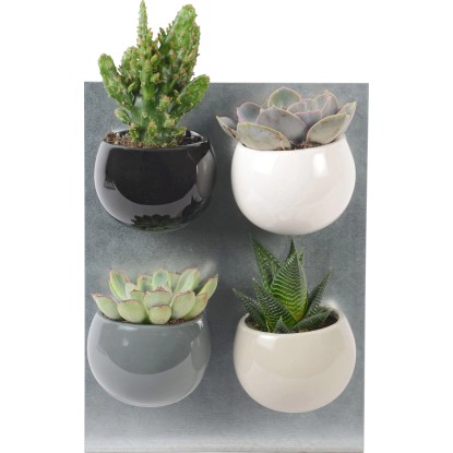 Mini pozsgás növények kerek mágneses cserépben cserépátmérő: kb. 6 cm