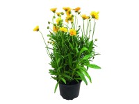 Nagyfészkű menyecskeszem (Coreopsis grandiflora) Nagyfészkű menyecskeszem (Coreopsis grandiflora)