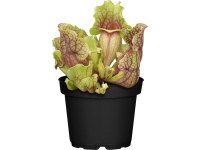 Kürtvirág cserépátmérő: kb. 9 cm Sarracenia Kürtvirág cserépátmérő: kb. 9 cm Sarracenia