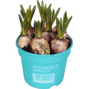 Kék gyöngyike 'Diamond Collection Blue' cserépben (9 cm). Tavaszi virág erkélyre és kertbe.