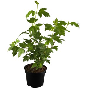 Hólabda rózsa cserépben, zöld levelekkel, kb. 60-80 cm magas, ideális virágzó sövényekhez.
