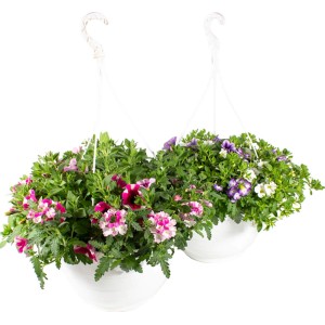 Két Grow by OBI Confetti Garden függőkosár színes virágokkal fehér cserépben.