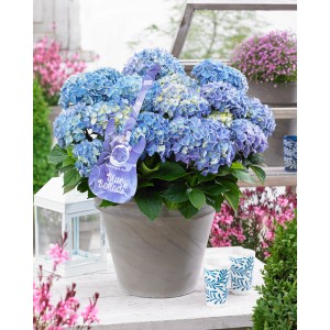 Virágzó kék 'Blue Ballad' hortenzia cserépben, kb. 25-30 cm magas.