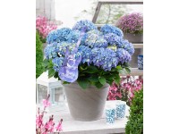 GROW by OBI hortenzia 