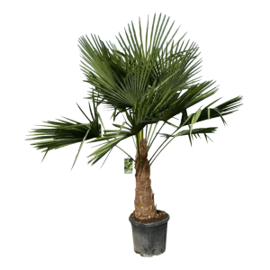 Kenderpálma (Trachycarpus fortunei) cserépben, kb. 180-200 cm magas. Ideális dézsás növényként erkélyre és teraszra.