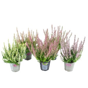 Gardengirls zárt bimbós erika különböző színekben cserépben (Ø 6cm).