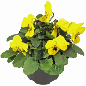 Sárga szarvacskás árvácska (Viola cornuta) cserépben, színes őszi növény ágyásokba és erkélyekre.