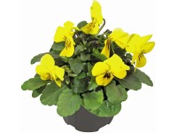 Szarvacskás árvácska különféle színekben cserépátmérő kb. 9 cm Viola cornuta Szarvacskás árvácska különféle színekben cserépátmérő kb. 9 cm Viola cornuta