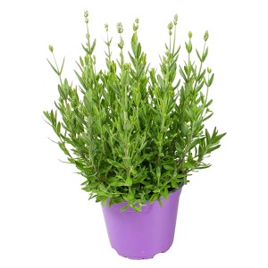 GROW by OBI Igazi levendula fehér lila cserépben, kb. 13 cm Ø. Lavandula angustifolia.