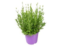 GROW by OBI közönséges levendula fehér cserép kb. 13 cm Lavandula angustifolia