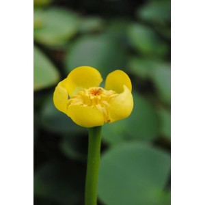 Sárga tavirózsa (Nuphar lutea) cserépben, a virág közelről. Tavi növény napos helyekre.