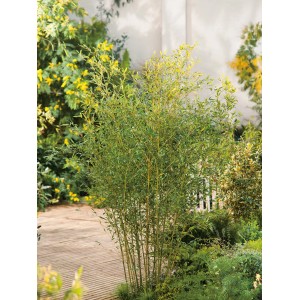 Örökzöld Bisset bambusz (Phyllostachys bissetii) cserépben, ideális térelválasztónak.