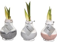 Amarillisz viaszban cserépátmérő: kb. 10 cm