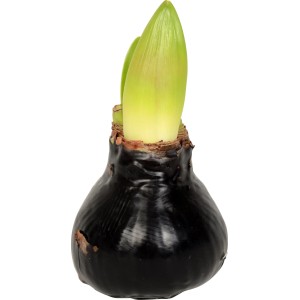Amaryllis hagyma fekete viaszban, zöld hajtásokkal.