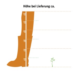 Illusztráció: Buxus szállítási magassága kb. 5-10 cm egy csizmához képest.