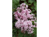 Törpe orgona Red Pixie Törpe orgona Red Pixie