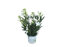 Leander bokor 15 cm