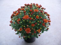 Krizantém multiflora 15 cm-es cserépben Krizantém multiflora 15 cm-es cserépben