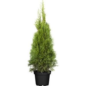 Smaragd tuja cserépben, kb. 80-100 cm magas, sövénynek is alkalmas.