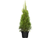 OBI életfa OBI életfa