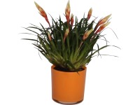 Pikkelyvirág-kompozíció üvegben cserépátmérő: kb. 12 cm Pikkelyvirág-kompozíció üvegben cserépátmérő: kb. 12 cm