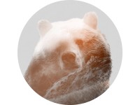 Komar vlies fotótapéta Bearava öntapadós 125 cm