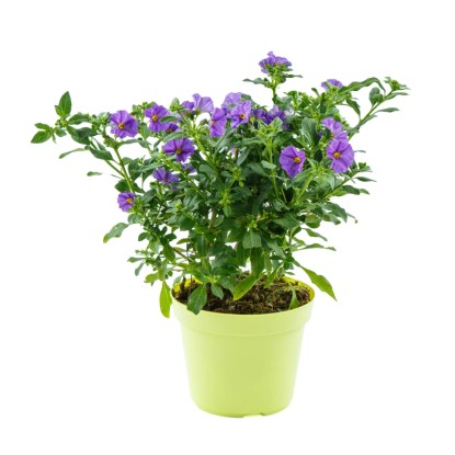 Enciánbokor cserje mag. kb. 50 cm cserépátmérő kb. 17 cm Solanum rantonetti