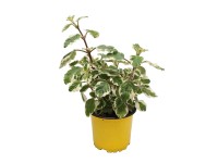 Plectranthus sárga 10,5 cm Plectranthus sárga 10,5 cm