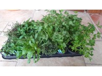 Fűszernövény mix 9 cm Fűszernövény mix 9 cm