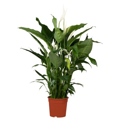 "Bingo Cupido" vitorlavirág magasság kb. 75 cm cserépátmérő kb. 19 cm