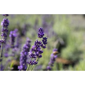 Közeli kép a kék-lila valódi levenduláról (Lavandula Angustifolia) a kertben.