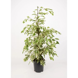 Ficus 't.b.t.' cserépben: Szobanövény zöld-fehér levelekkel.