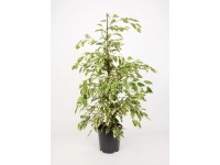 Kislevelű fikusz fehér-tarka kb. 100 cm Ficus benjamina Kislevelű fikusz fehér-tarka kb. 100 cm Ficus benjamina