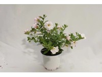 Calibrachoa fehér 10,5 cm cserépben Calibrachoa fehér 10,5 cm cserépben