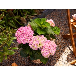 Rózsaszín hortenzia cserépben, kb. 40-50 cm magas. Télálló kerti hortenzia buja virágokkal.